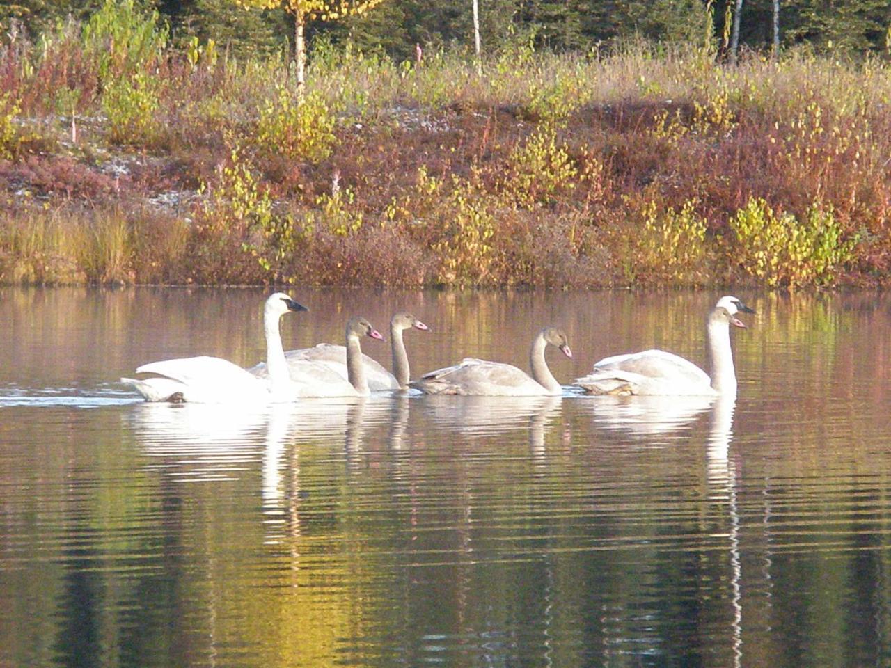 Talkeetna Lakeside Cabins Denali Eksteriør bilde